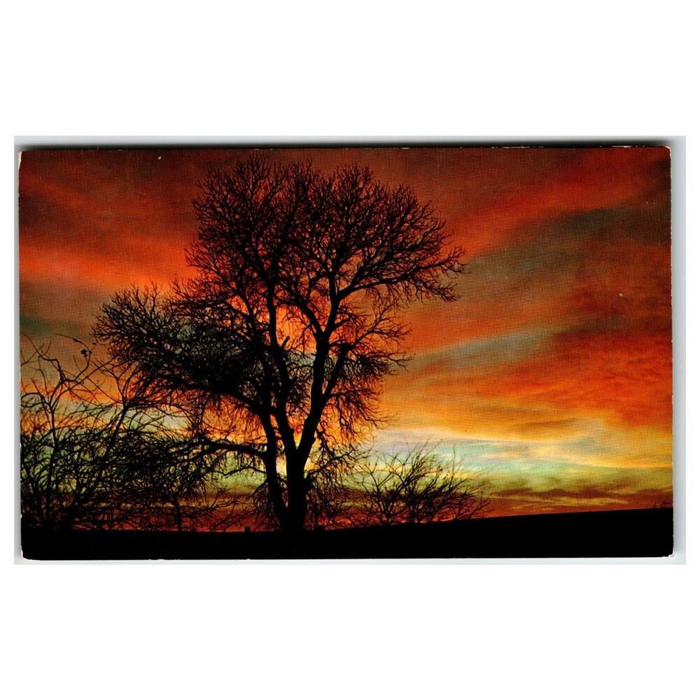 Barbee Lake Sunset Silhouette NYCECHROME Postcard Vintage Tree View